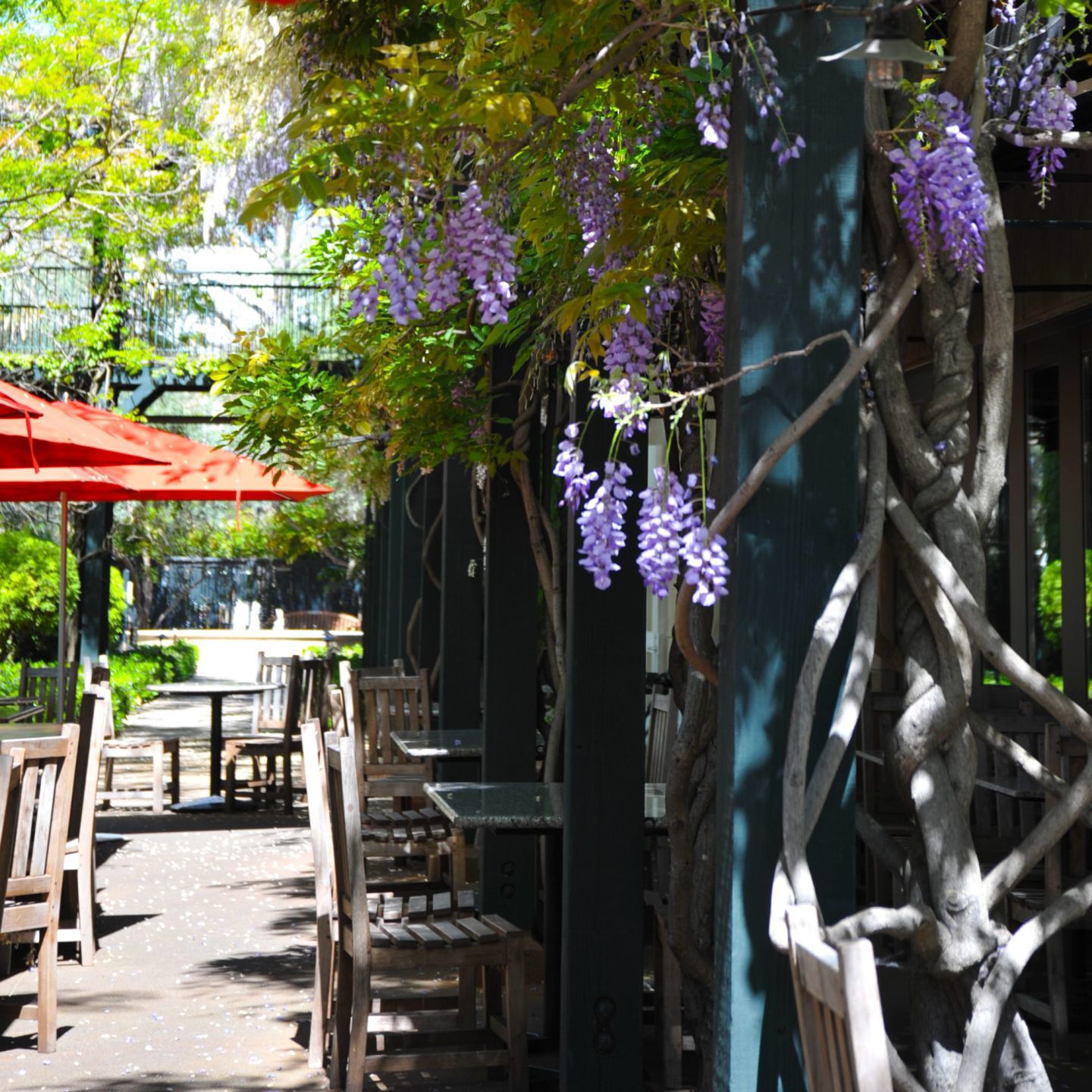 Vines of purple wisteria